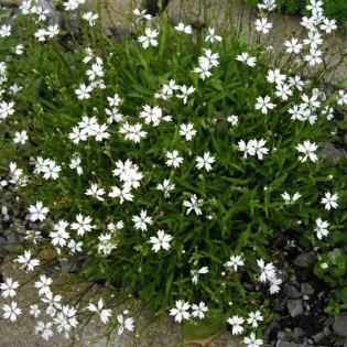 Alpejska lepnica Silene alpestris 2