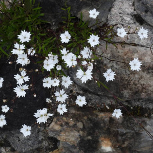 Alpejska lepnica Silene alpestris