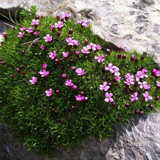 Silene acaulis Lepnica bezłodygowa