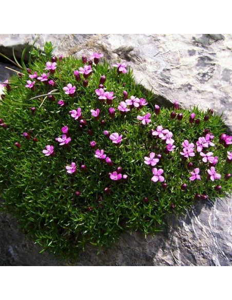 Silene acaulis Lepnica bezłodygowa