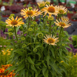 Jeżówka Yellow Pearl Echinacea