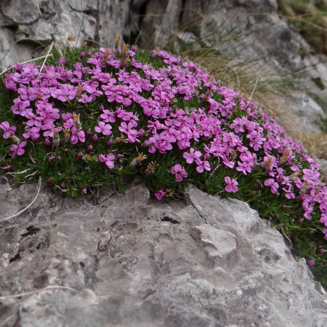Lepnica bezłodygowa Silene acaulis