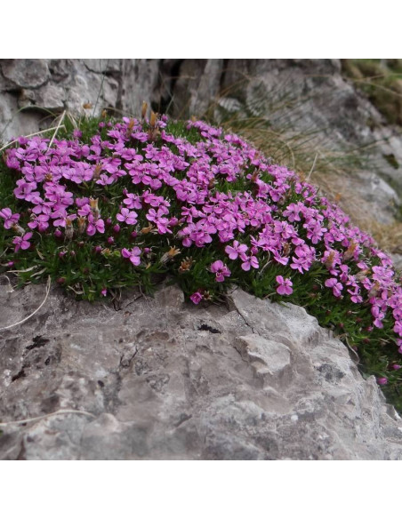 Lepnica bezłodygowa Silene acaulis