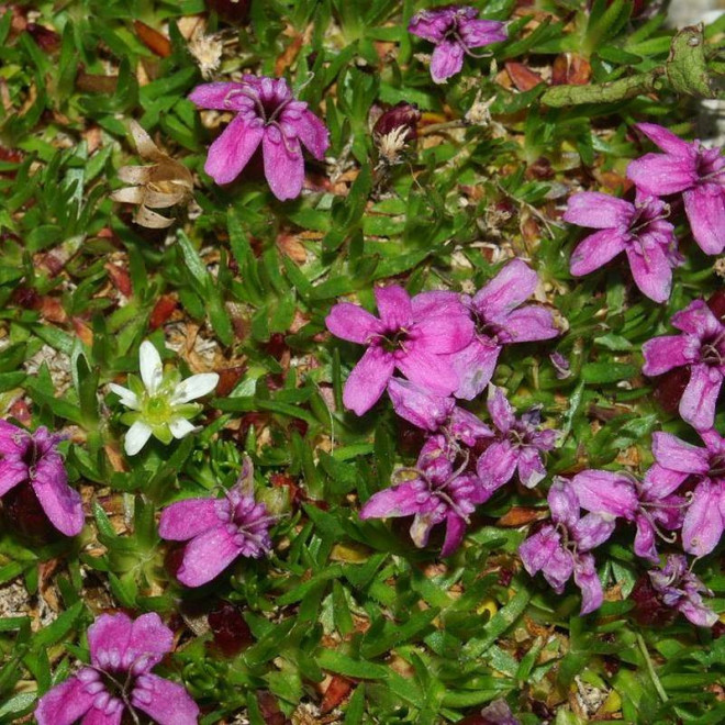 Bezłodygowa lepnica Silene acaulis