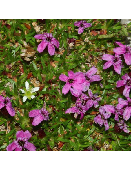 Bezłodygowa lepnica Silene acaulis