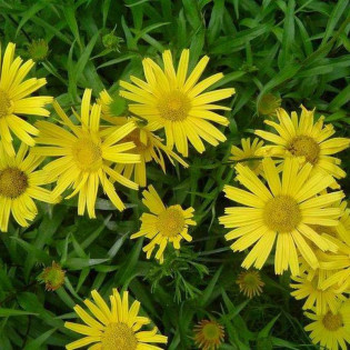 Golden Yellow Buphthalmum salicifolium Kołotocznik wierzbolistny