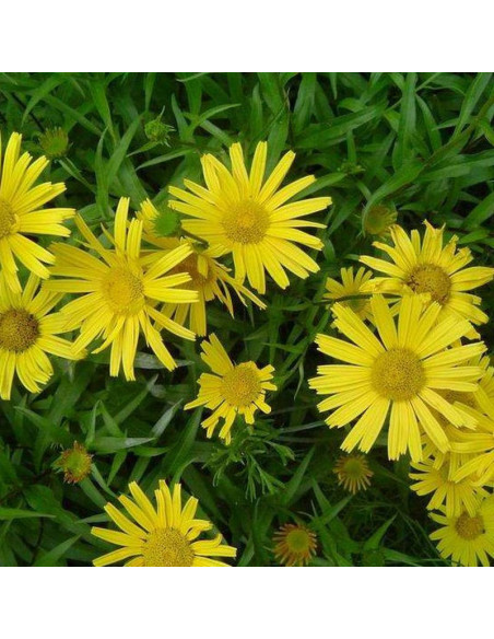 Golden Yellow Buphthalmum salicifolium Kołotocznik wierzbolistny