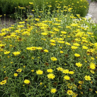 Golden Yellow Buphthalmum salicifolium Kołotocznik wierzbolistny 2