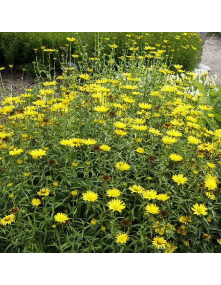 Kołotocznik wierzbolistny Golden Yellow Buphthalmum salicifolium