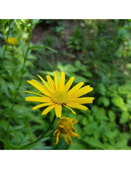Kołotocznik wierzbolistny Buphthalmum salicifolium Golden Yellow