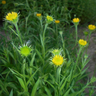 Buphthalmum salicifolium Kołotocznik wierzbolistny