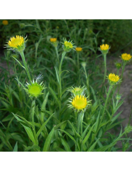 Buphthalmum salicifolium Kołotocznik wierzbolistny