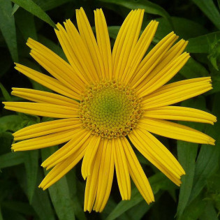 Buphthalmum salicifolium Kołotocznik wierzbolistny 2