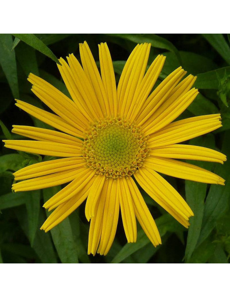 Kołotocznik wierzbolistny Buphthalmum salicifolium