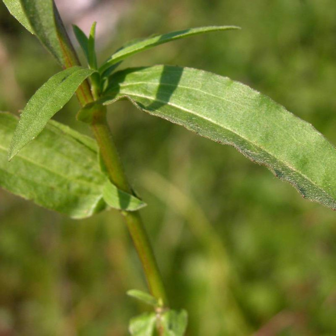 Wierzbolistny kołotocznik Buphthalmum salicifolium