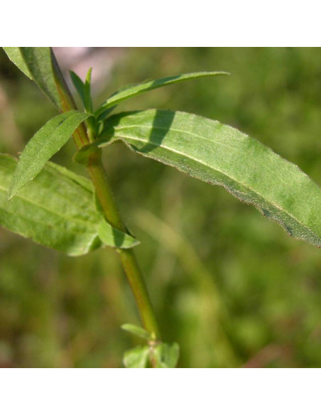 Wierzbolistny kołotocznik Buphthalmum salicifolium