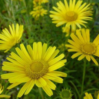 Kołotocznik wierzbolistny Buphthalmum salicifolium Alpengold 2