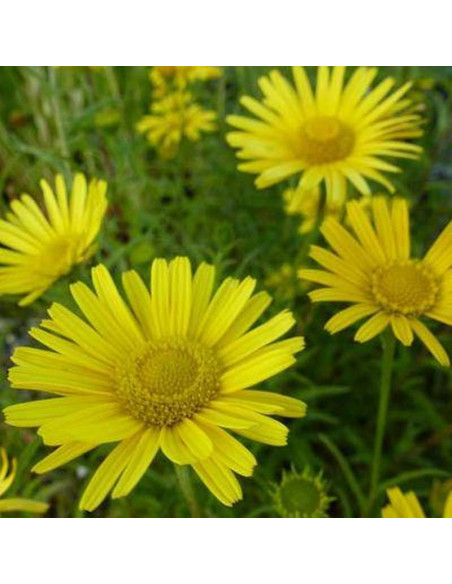 Kołotocznik wierzbolistny Alpengold Buphthalmum salicifolium