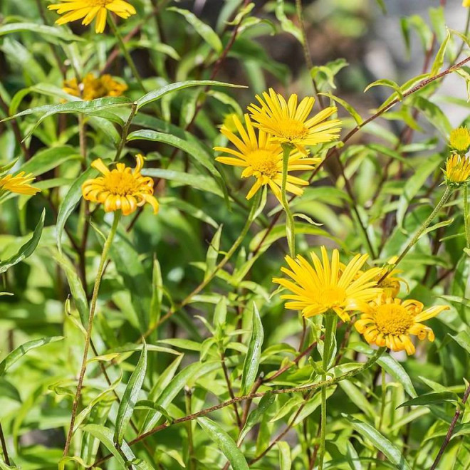 Alpengold Buphthalmum salicifolium Kołotocznik wierzbolistny