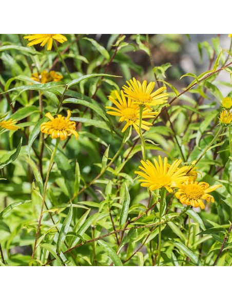 Alpengold Buphthalmum salicifolium Kołotocznik wierzbolistny