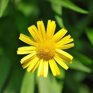Kołotocznik wierzbolistny Buphthalmum salicifolium Alpengold