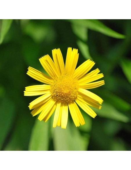 Kołotocznik wierzbolistny Buphthalmum salicifolium Alpengold