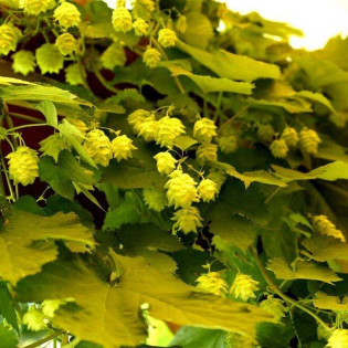 Chmiel zwyczajny Aureus Humulus lupulus