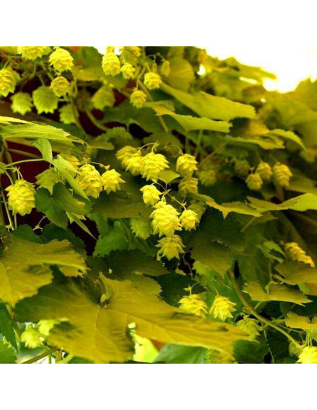 Chmiel zwyczajny Aureus Humulus lupulus