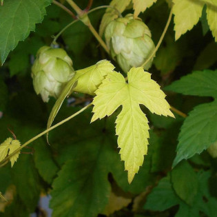 Chmiel zwyczajny Aureus Humulus lupulus 2