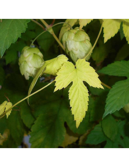 Aureus Humulus lupulus Chmiel zwyczajny