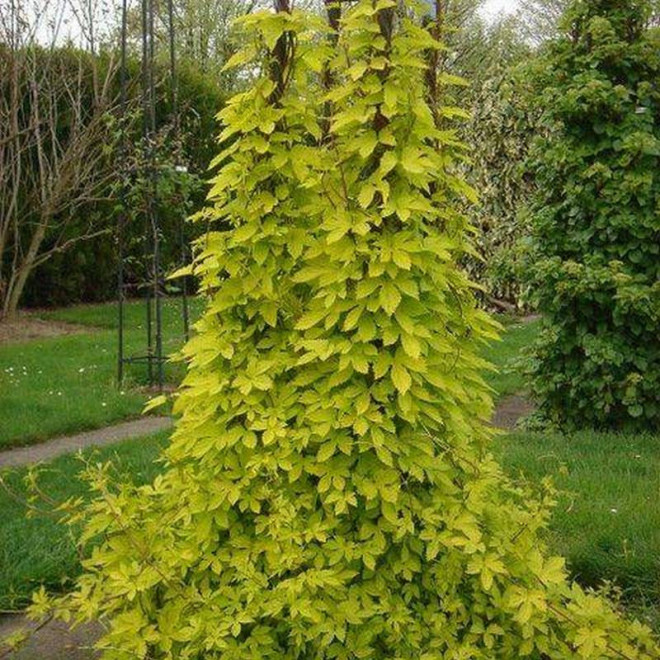 Chmiel zwyczajny Humulus lupulusAureus