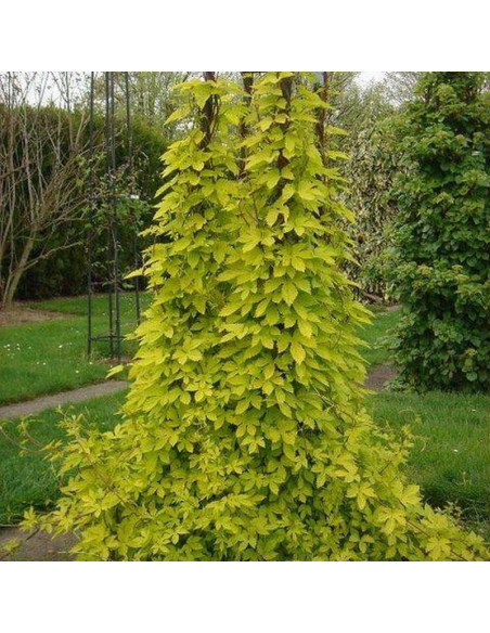 Chmiel zwyczajny Humulus lupulusAureus