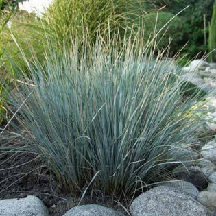 Saphirsprudel Helictotrichon sempervirens Owsiczka wieczniezielona