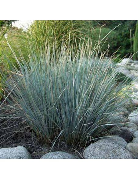 Saphirsprudel Helictotrichon sempervirens Owsiczka wieczniezielona