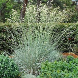 Saphirsprudel Helictotrichon sempervirens Owsiczka wieczniezielona 2