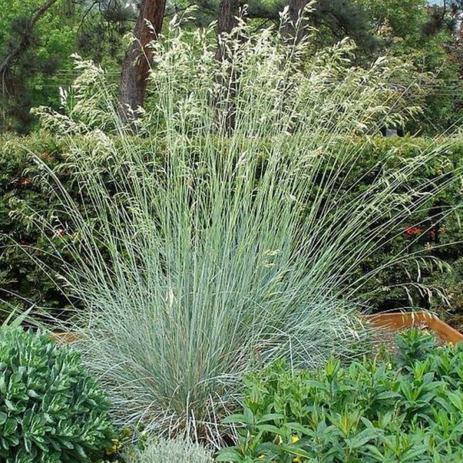 Owsiczka wieczniezielona Saphirsprudel Helictotrichon sempervirens