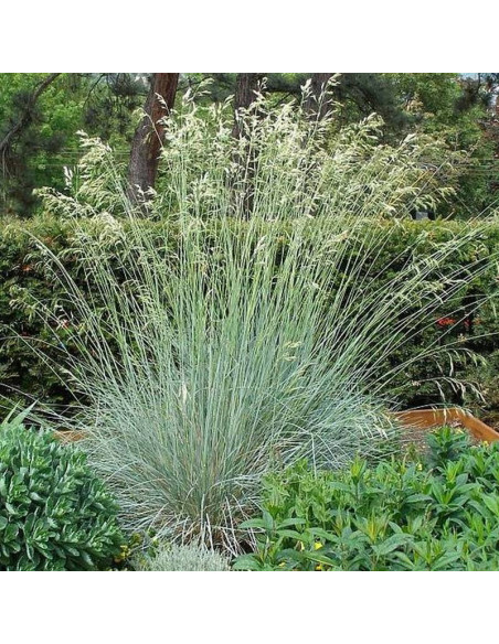 Owsiczka wieczniezielona Saphirsprudel Helictotrichon sempervirens