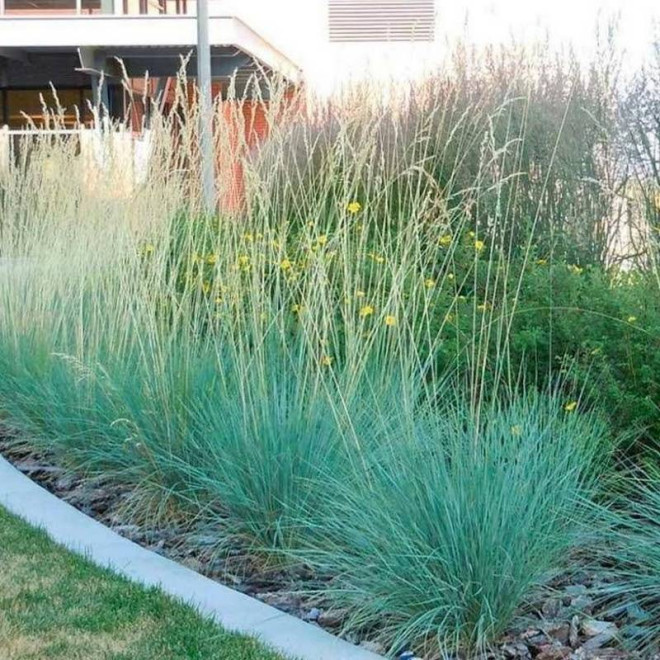 Owsiczka wieczniezielona Helictotrichon sempervirens Saphirsprudel