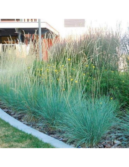 Owsiczka wieczniezielona Helictotrichon sempervirens Saphirsprudel