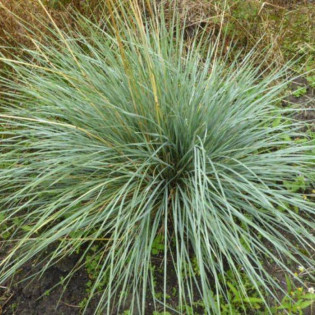 Owsiczka wieczniezielona Pendula Helictotrichon sempervirens