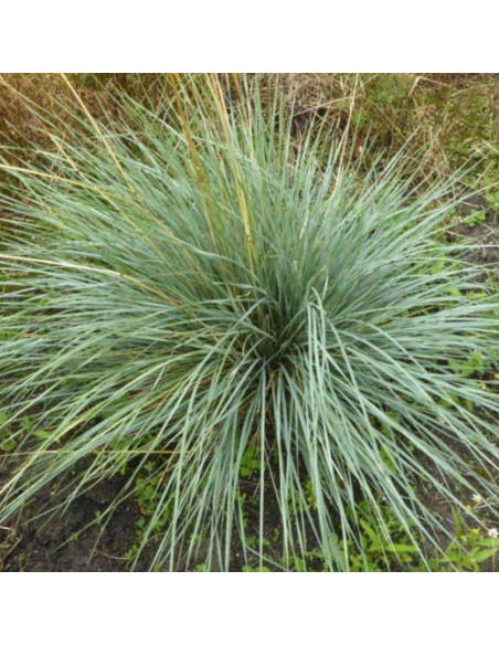 Owsiczka wieczniezielona Pendula Helictotrichon sempervirens