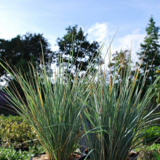 Owsiczka wieczniezielona Pendula Helictotrichon sempervirens 2