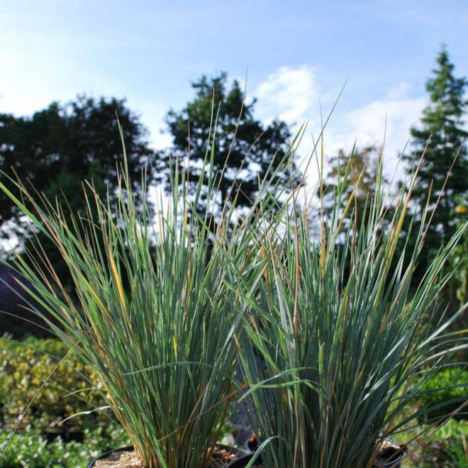 Pendula Helictotrichon sempervirens Owsiczka wieczniezielona