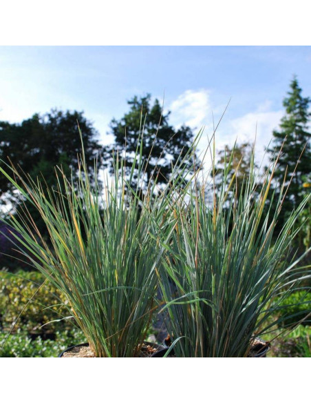 Pendula Helictotrichon sempervirens Owsiczka wieczniezielona