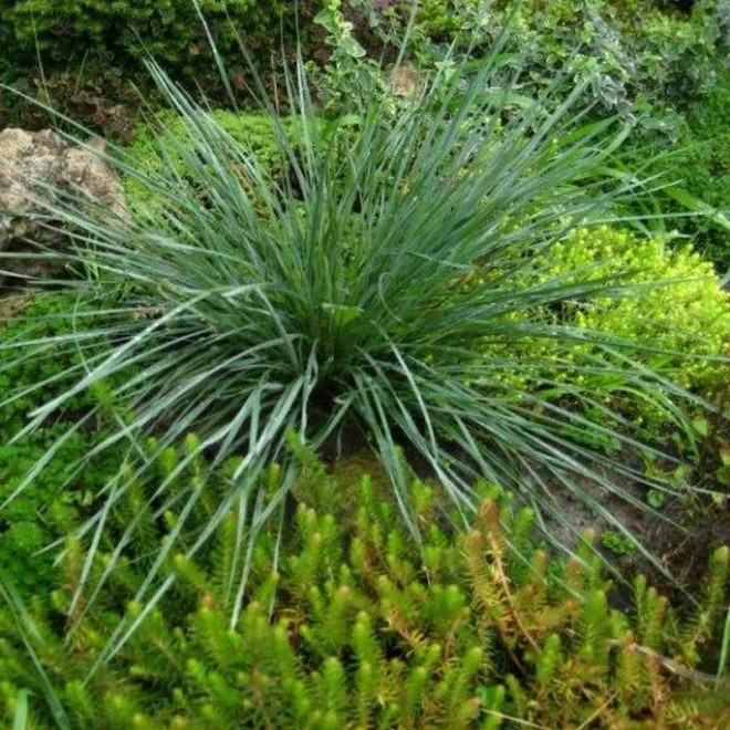 Owsiczka wieczniezielona Helictotrichon sempervirens Pendula