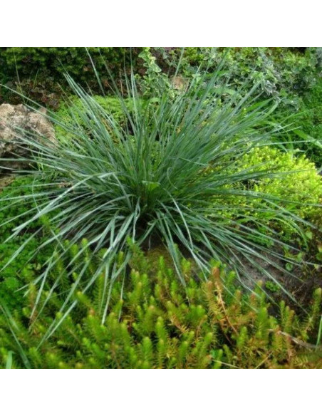 Owsiczka wieczniezielona Helictotrichon sempervirens Pendula