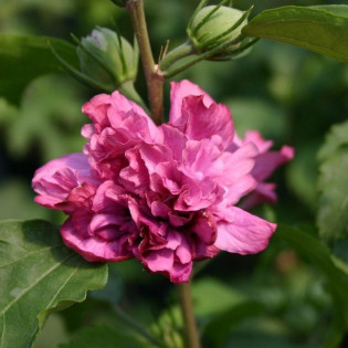Ketmia syryjska Duc de Brabant Hibiscus syriacus