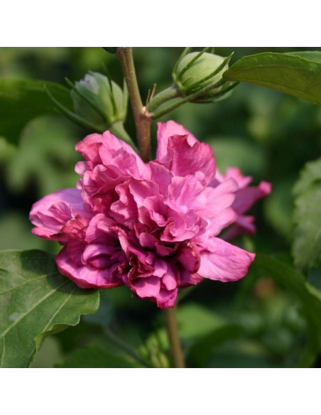 Ketmia syryjska Duc de Brabant Hibiscus syriacus