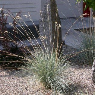 Helictotrichon sempervirens Owsiczka wieczniezielona