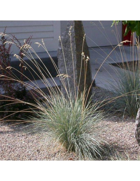 Helictotrichon sempervirens Owsiczka wieczniezielona